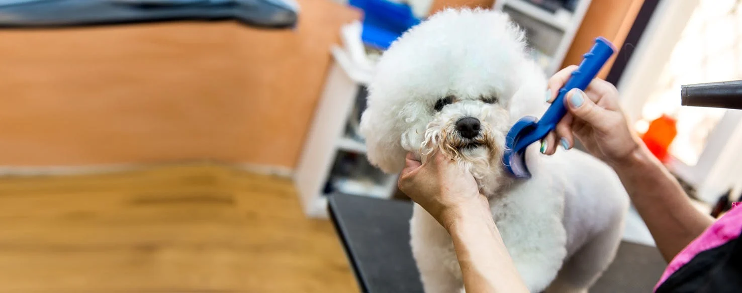 Wahl || Andis || Oster® Sales -Wahl || Andis || Oster® Sales brush a dog with a slicker brush